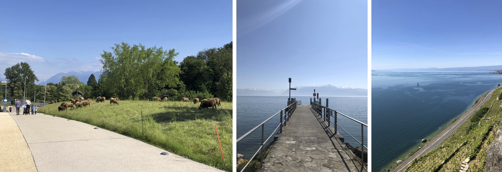 図2: (左)キャンパス周辺には時々、草を適切な長さに保つために羊が放たれていた。牧歌的。   (中) キャンパスから10-15分程度歩くと湖まで行ける。湖の向こうにある街はミネラルウォーターで有名なEvian   (右) 電車で10分程度行くとワイン畑に行ける。とても良い散歩コース。スイスワインはとても美味しいけど、国内で消費され尽くすため国外ではあまり見かけない。